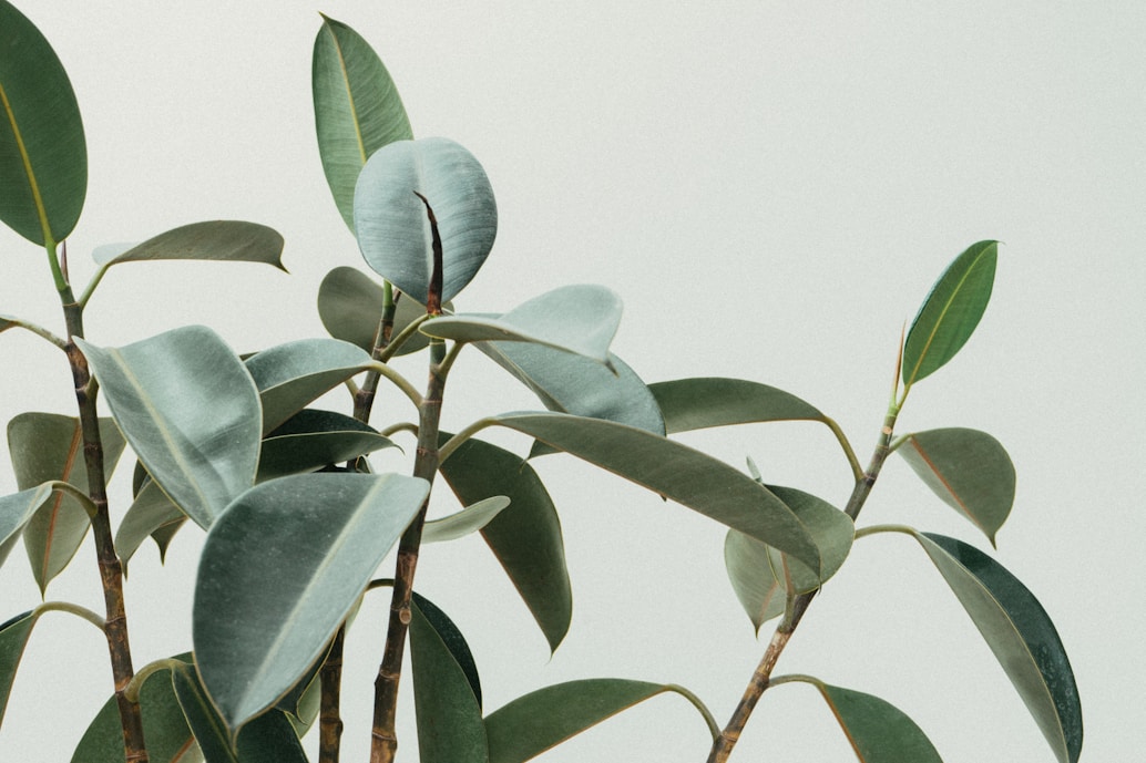 Plants Image