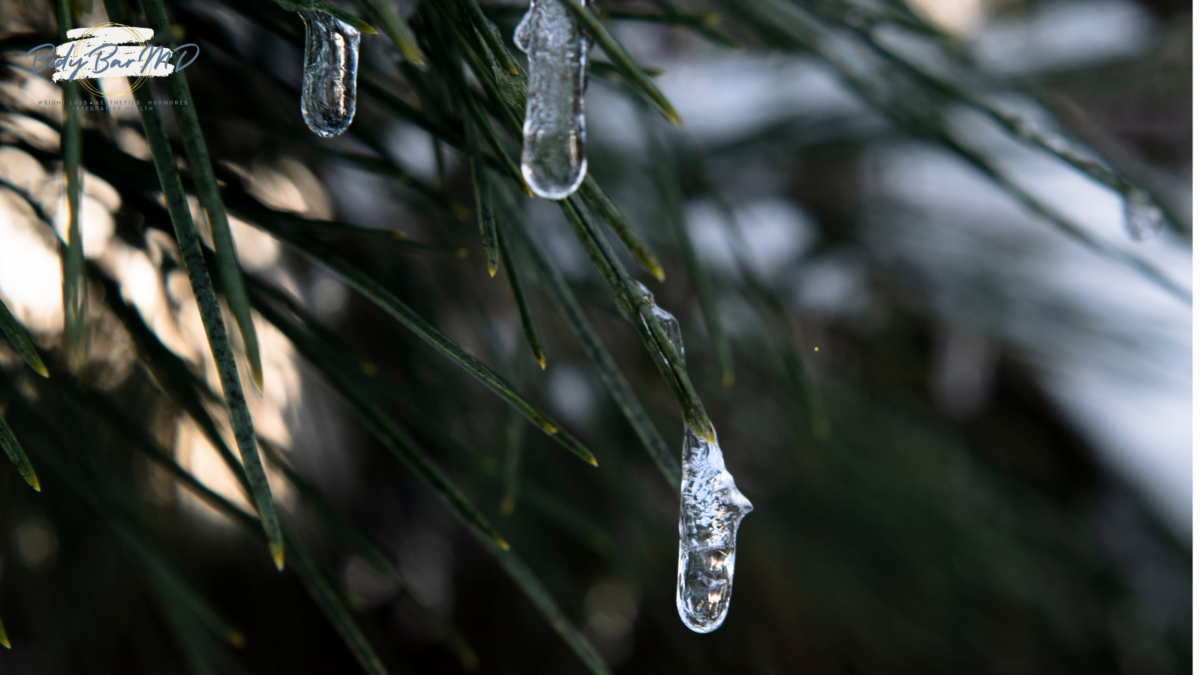 Close-up of an icicle forming on green pine needles during winter, with soft sunlight in the background.